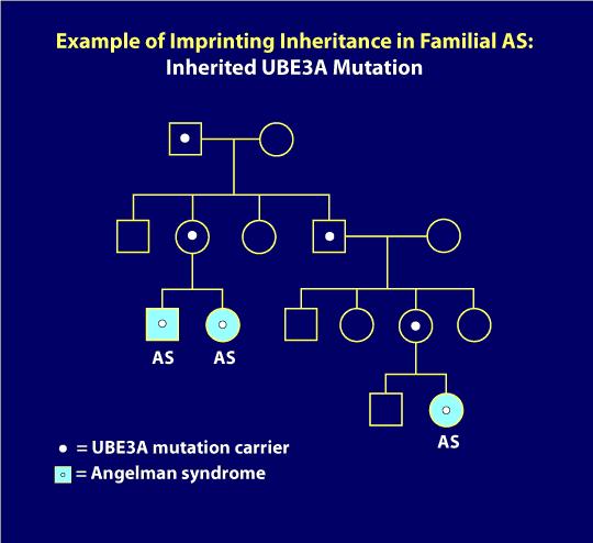 Risk of inheritance of Angelman syndrome