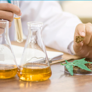 researcher with beakers filled with fluid and a canabis leaf in a dish