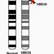 Chromosome 15 mutation