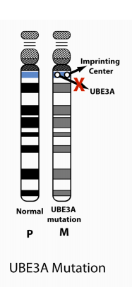 Chromosome 15 mutation