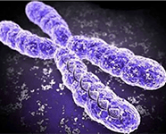 chromosome