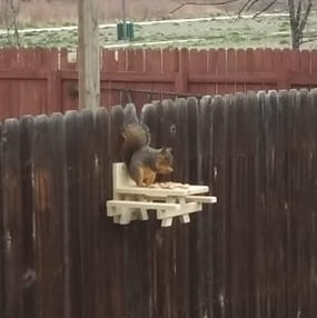 Squirrel table