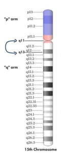 15th chromosome with areas 11 - 13 pointed out