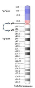 15th chromosome with areas 11 - 13 pointed out